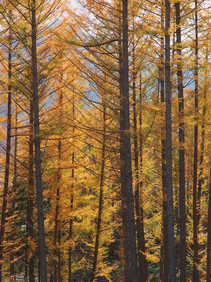 Log Hotel Larch Lake Kanayama Minamifurano Eksteriør bilde