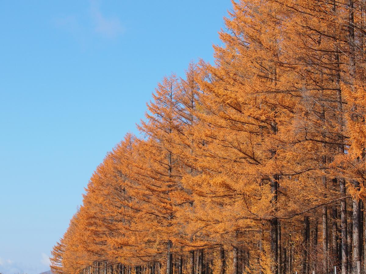Log Hotel Larch Lake Kanayama Minamifurano Eksteriør bilde